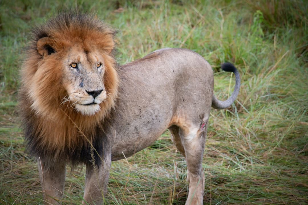 The Ultimate Guide to Maasai Mara Safari