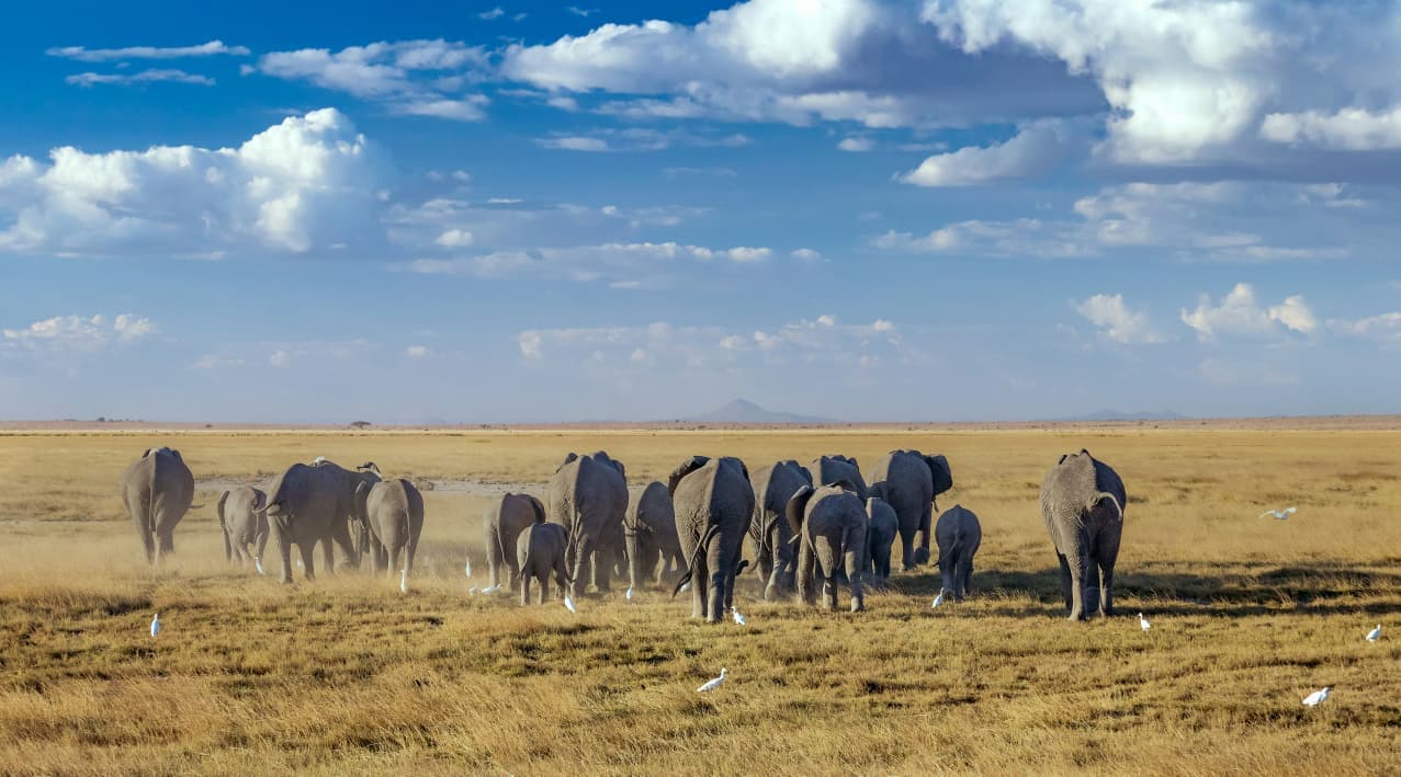 Maasai Mara – Lake Nakuru – Amboseli | 7 Nights / 8 Days Luxury Safari - More images