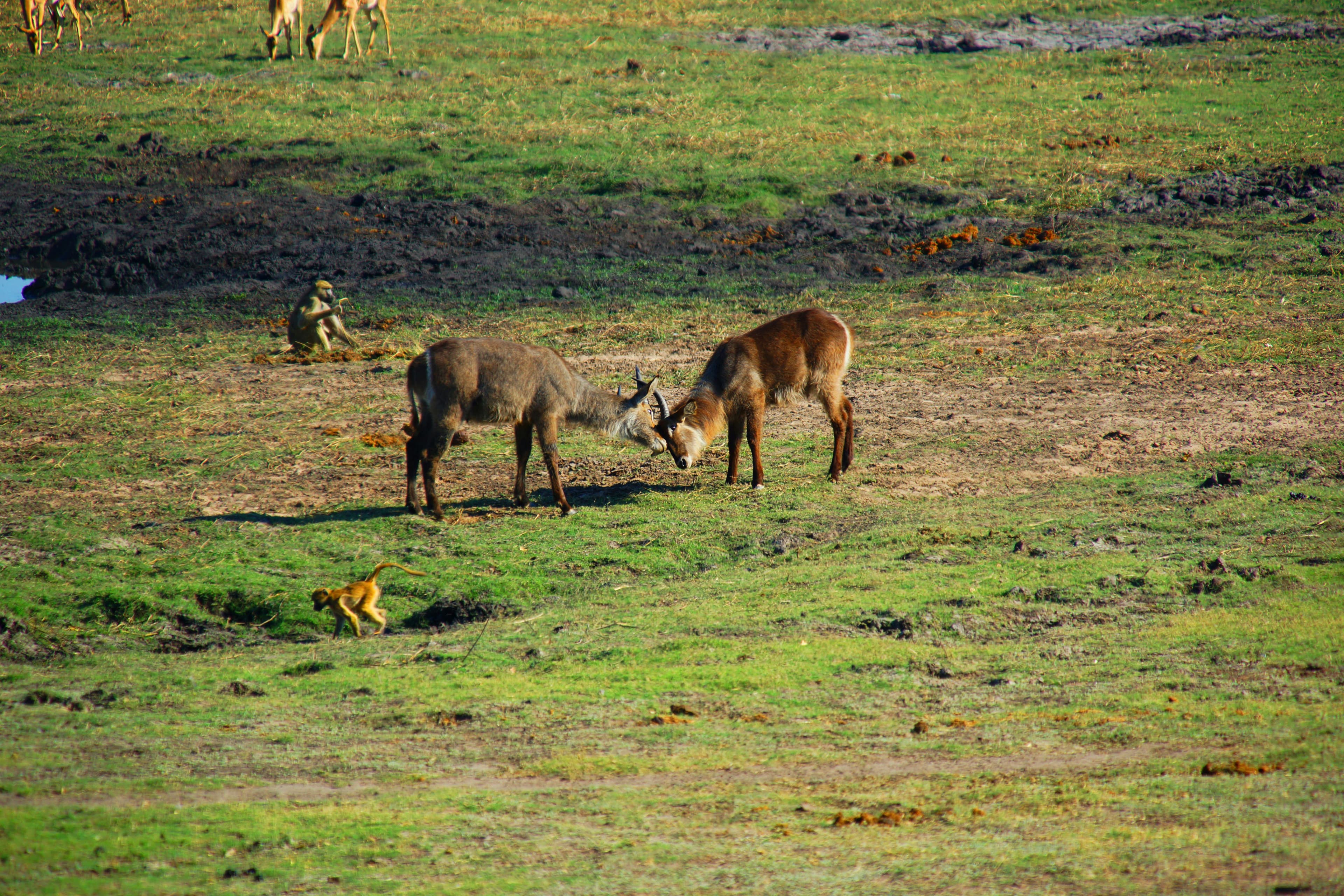 Chobe National Park Safari - 3 Days - Image 4