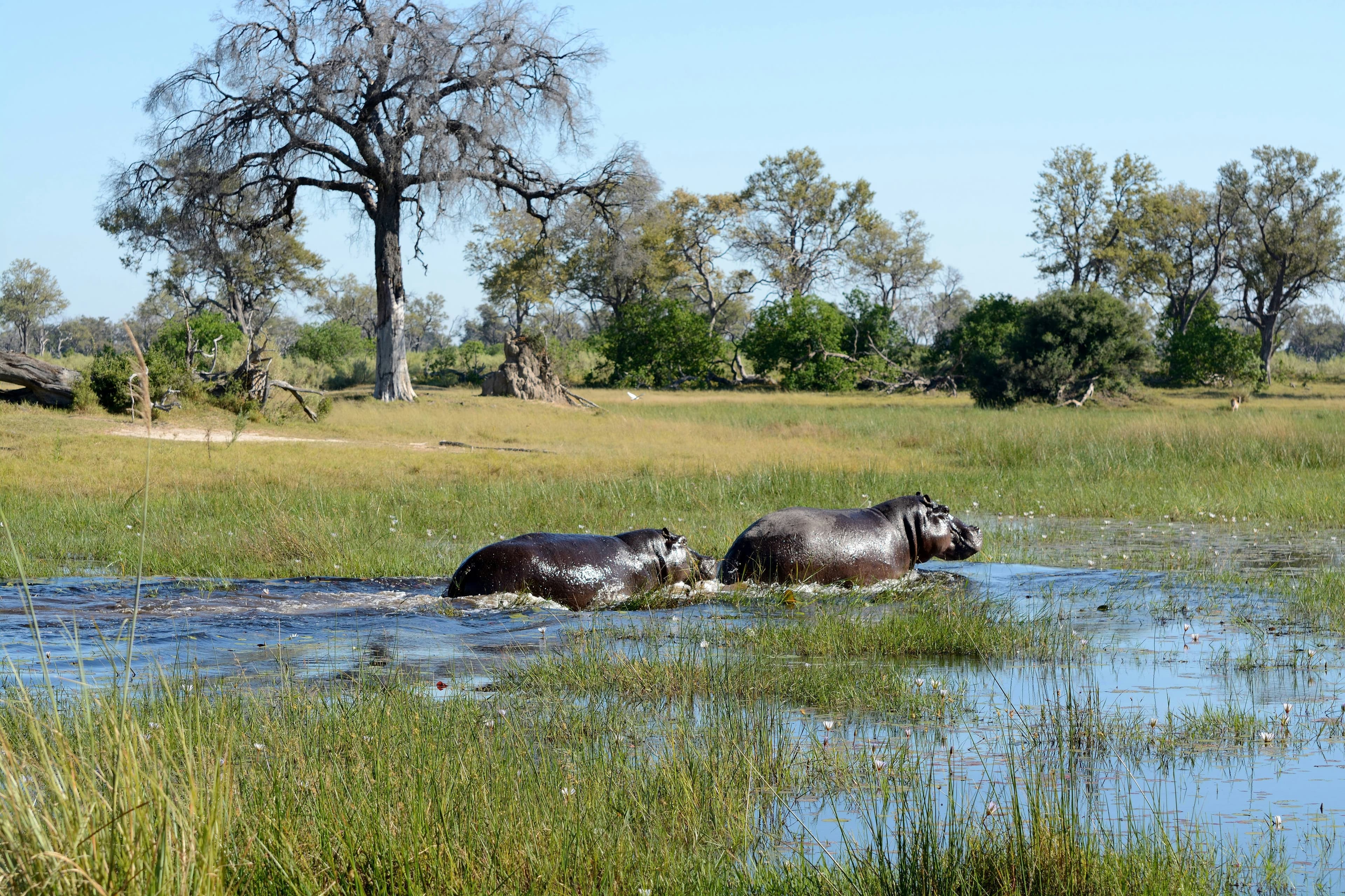 Okavango Delta Safari - 4 Days - Image 2