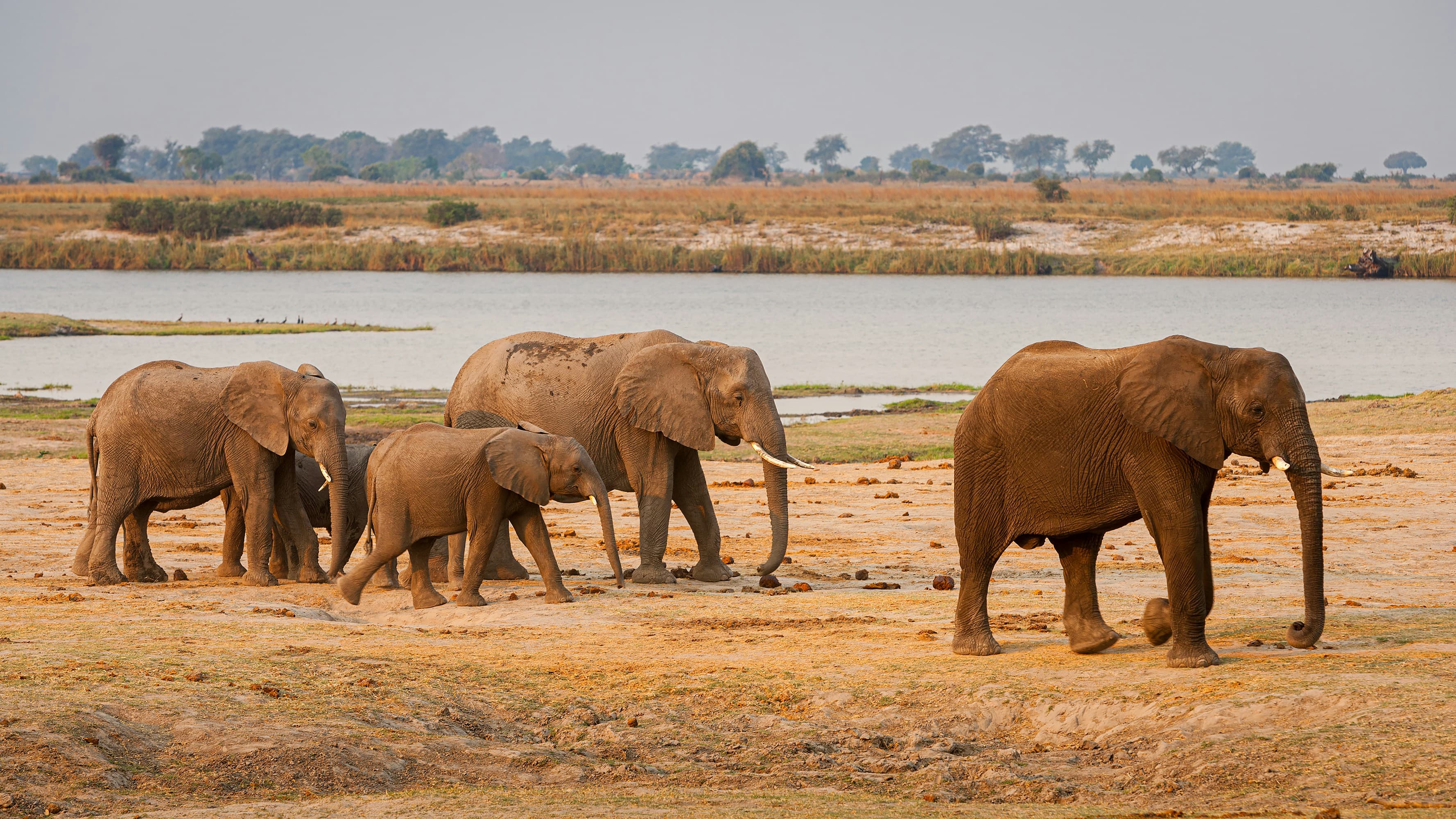 Chobe National Park Safari - 3 Days