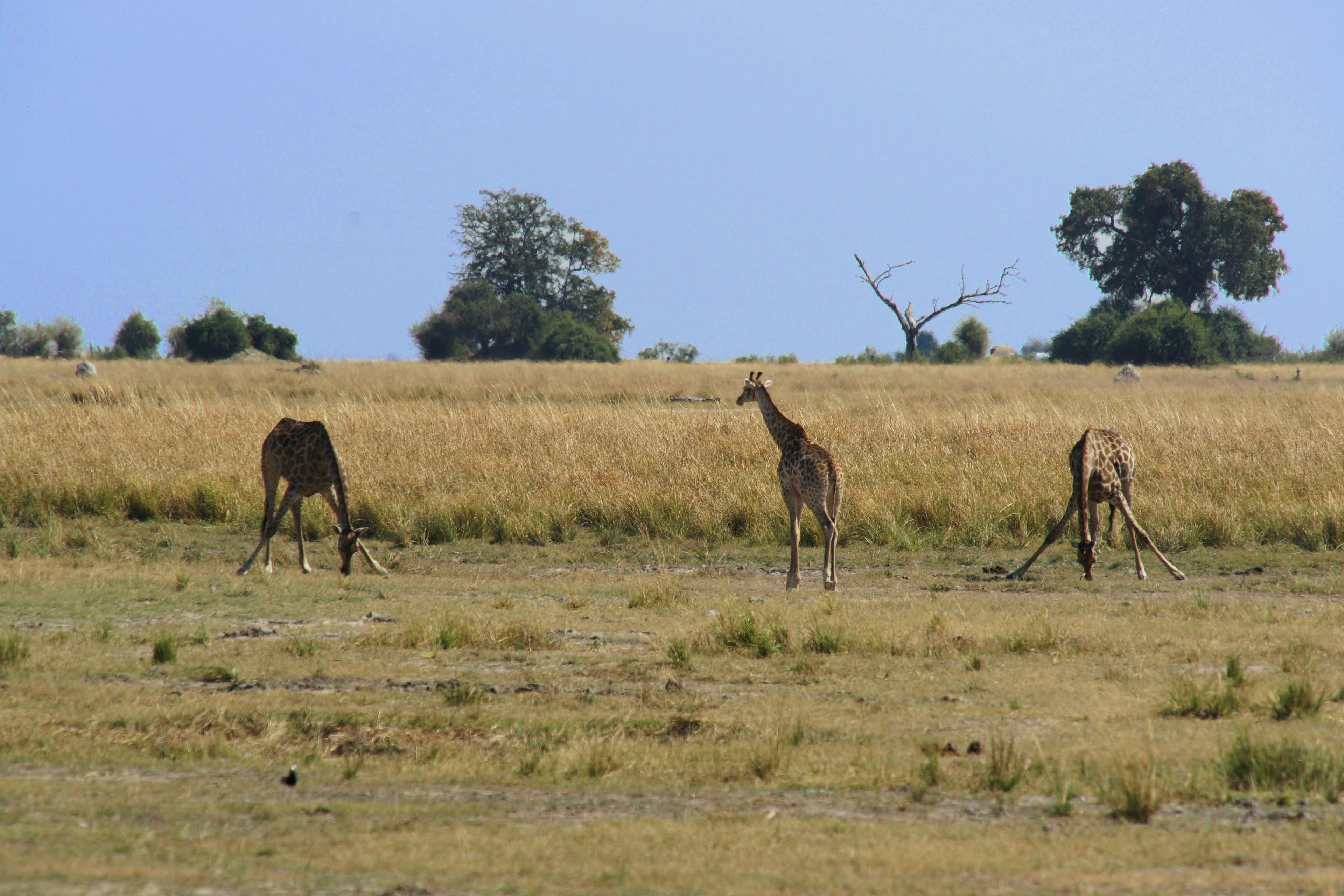 Chobe National Park Safari - 3 Days - Image 3