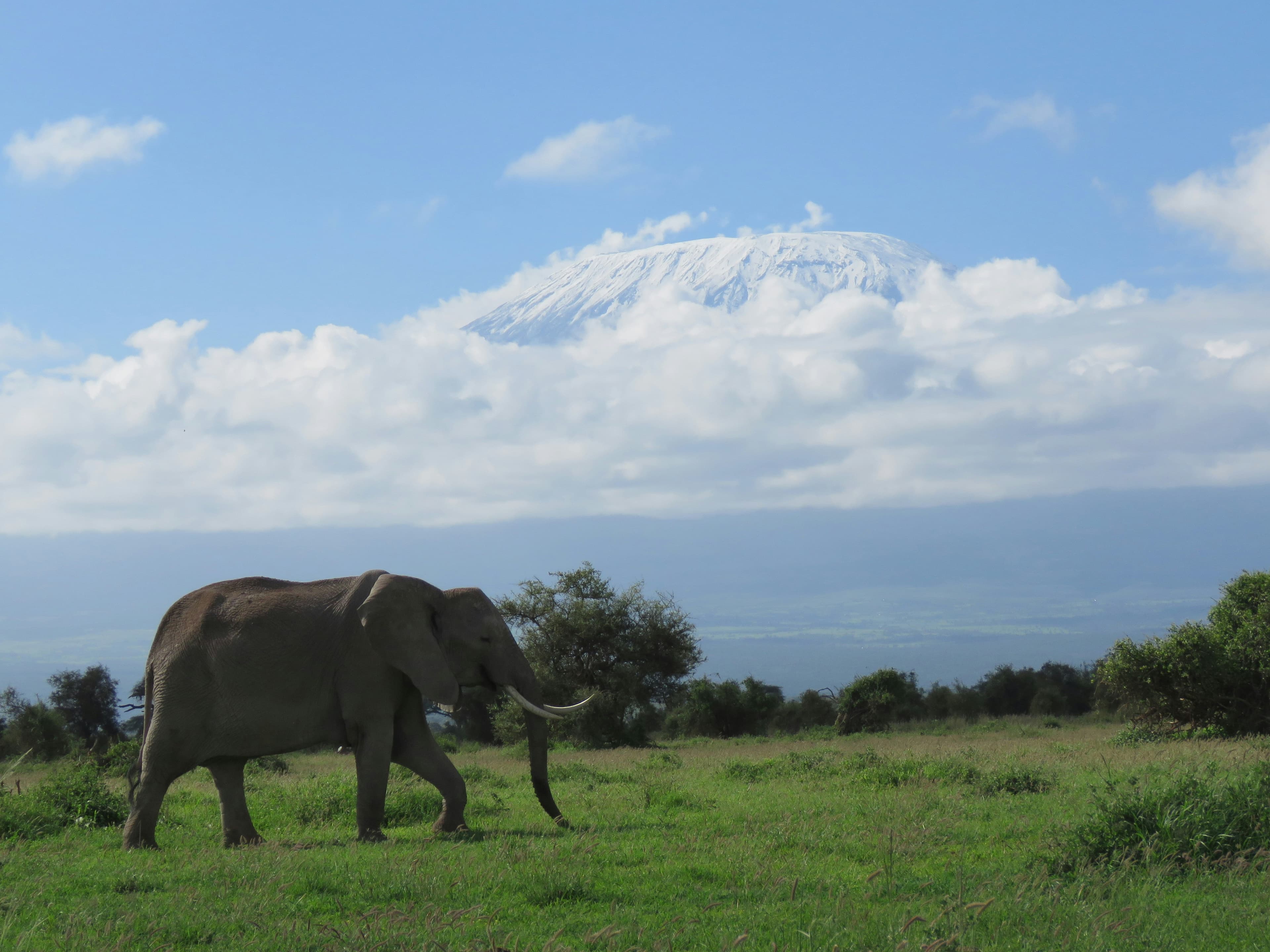 Amboseli Kilimanjaro Views Safari - 4 Days - Image 2