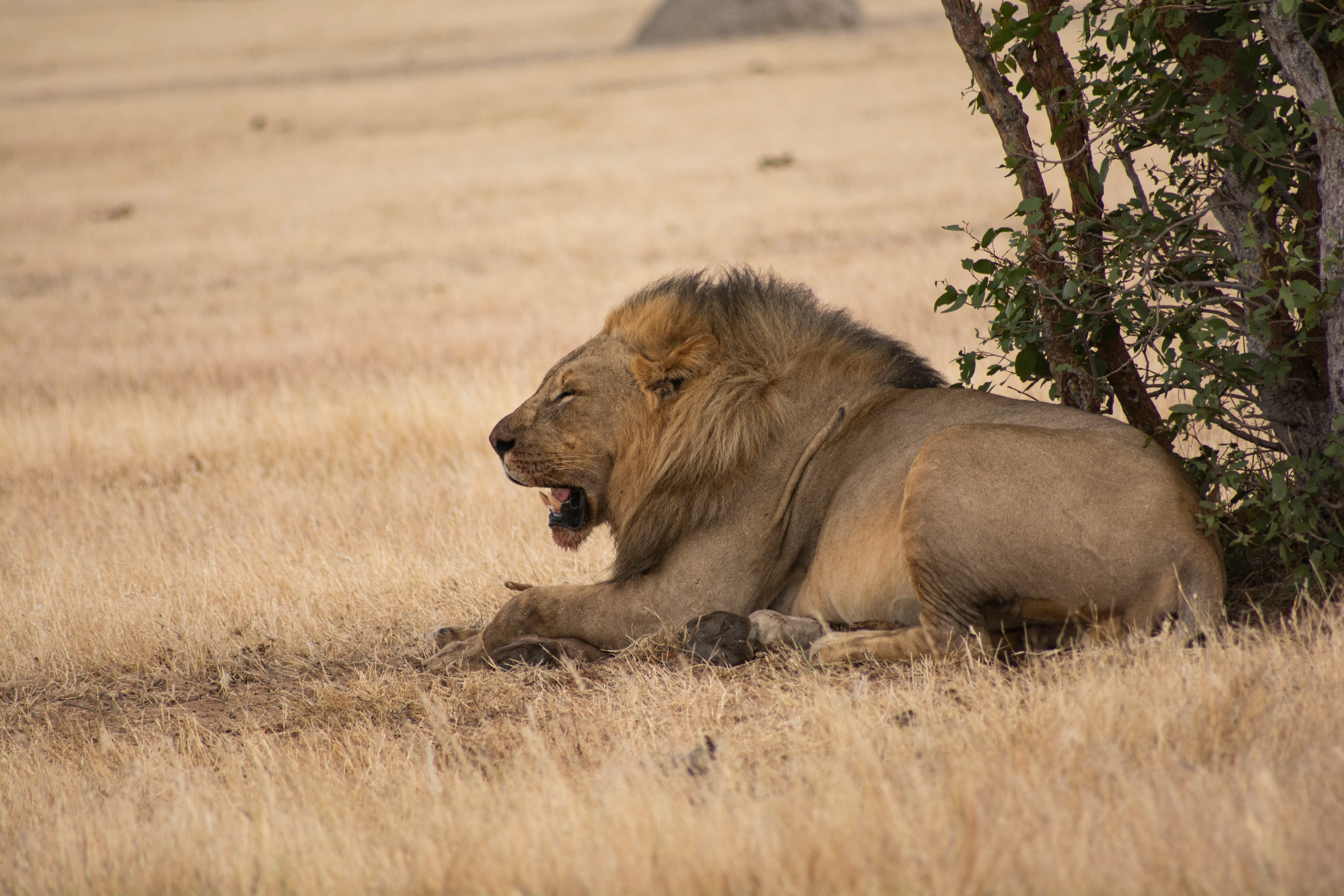 Etosha National Park Safari - 4 Days - Image 3