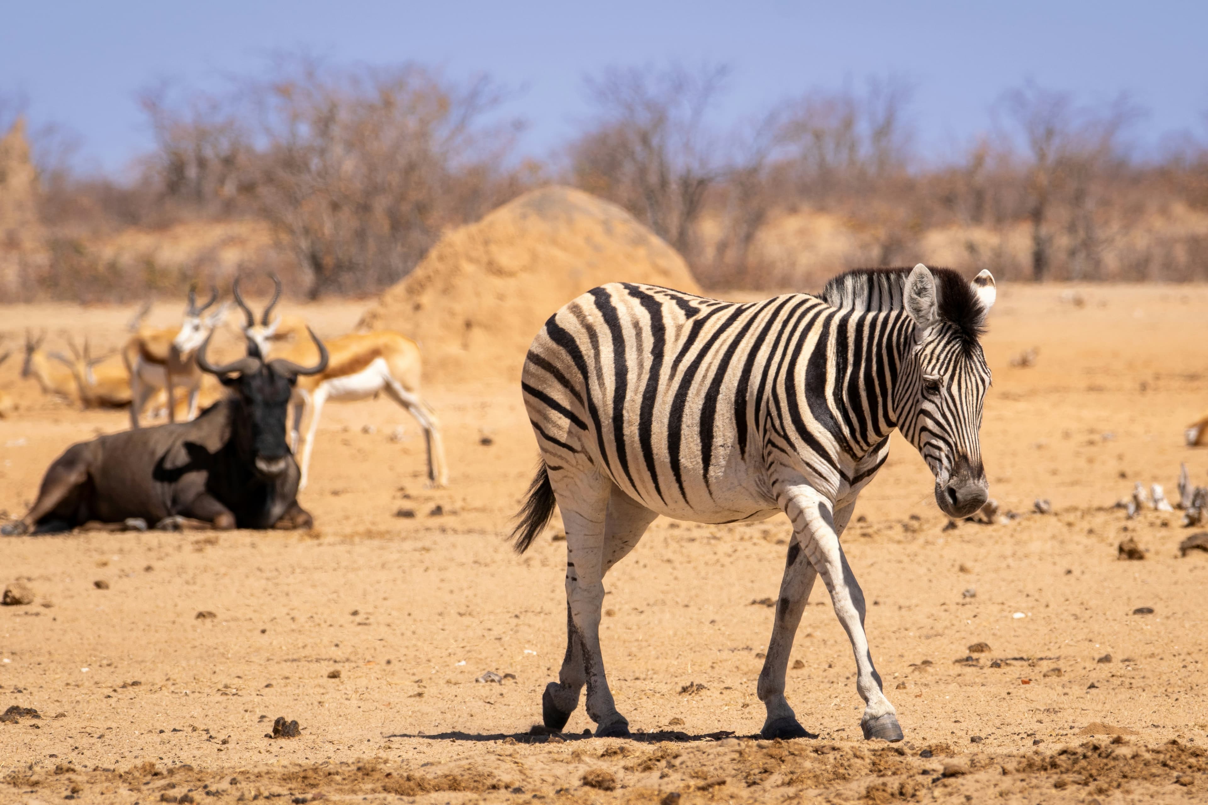 Etosha National Park Safari - 4 Days - Image 4