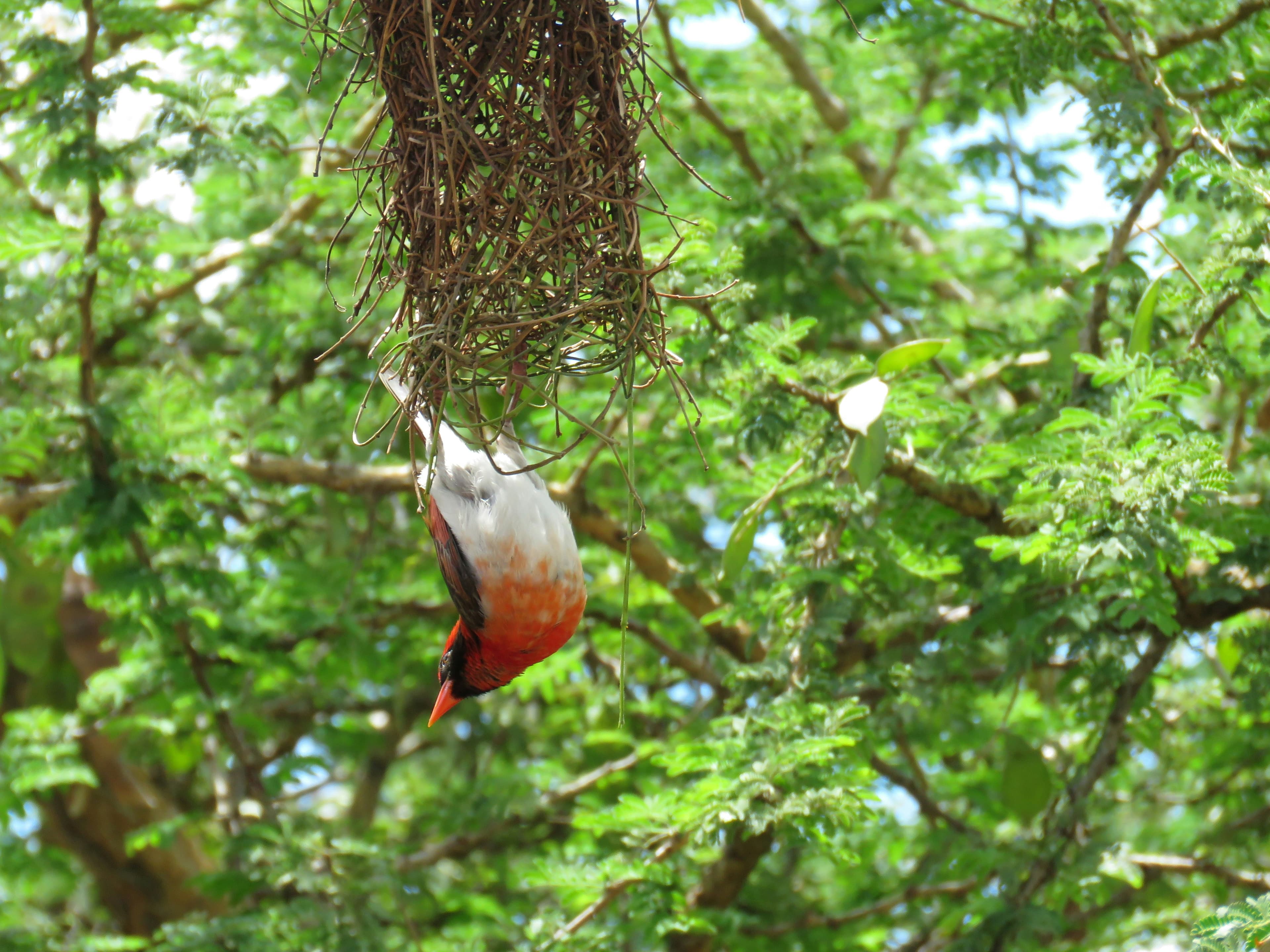 Akagera National Park Safari - 2 Days - Image 3