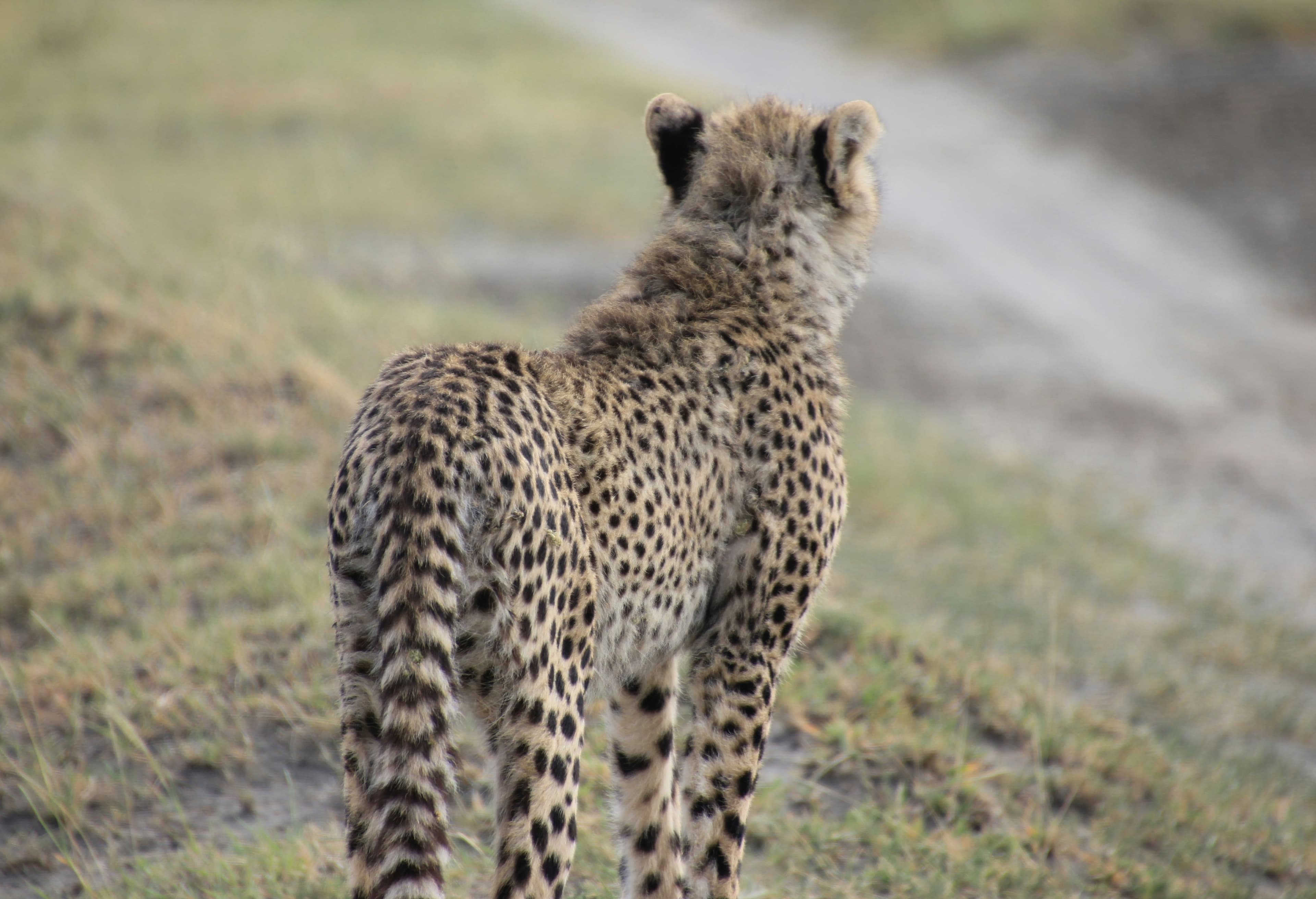 Ngorongoro Crater & Lake Manyara Safari - 4 Days - Image 2