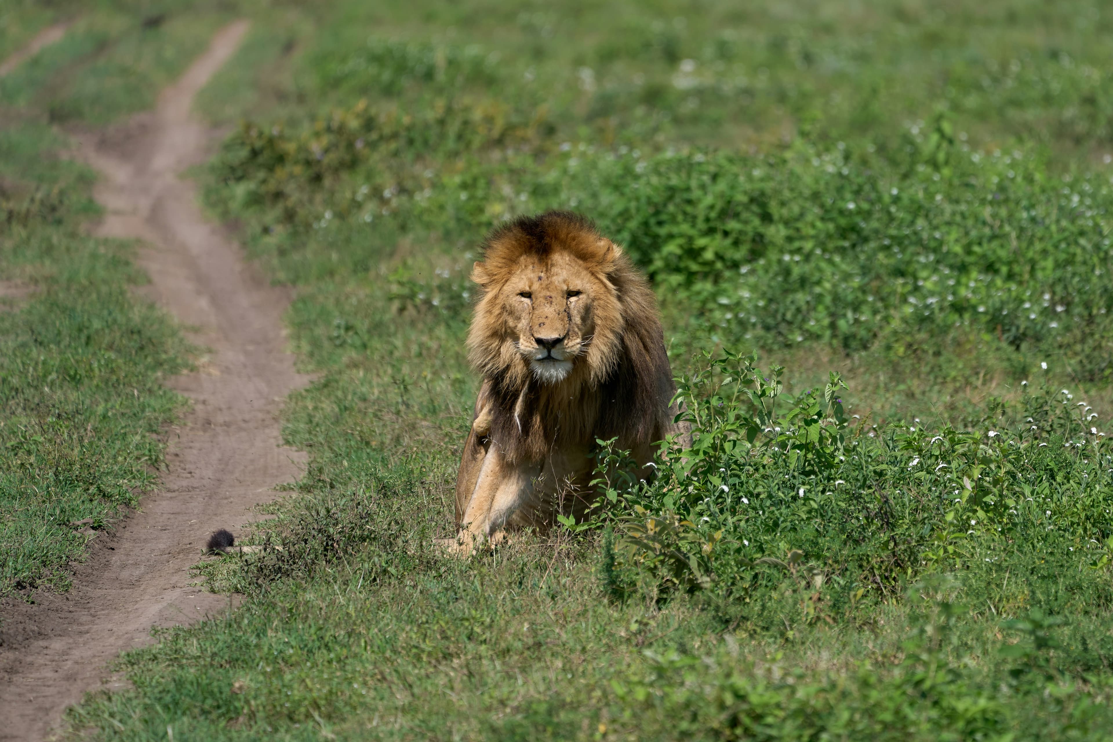 Ngorongoro Crater & Lake Manyara Safari - 4 Days - Image 5