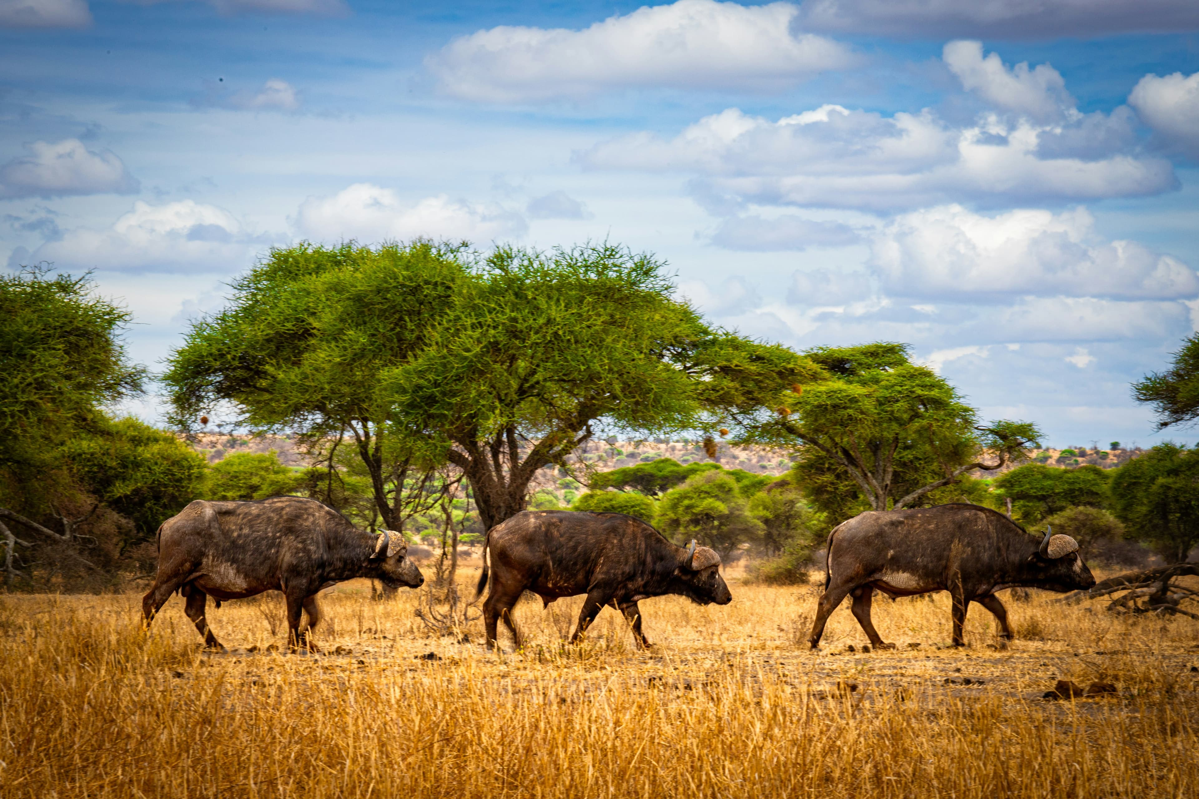 Serengeti Great Migration Safari - 6 Days - Image 5