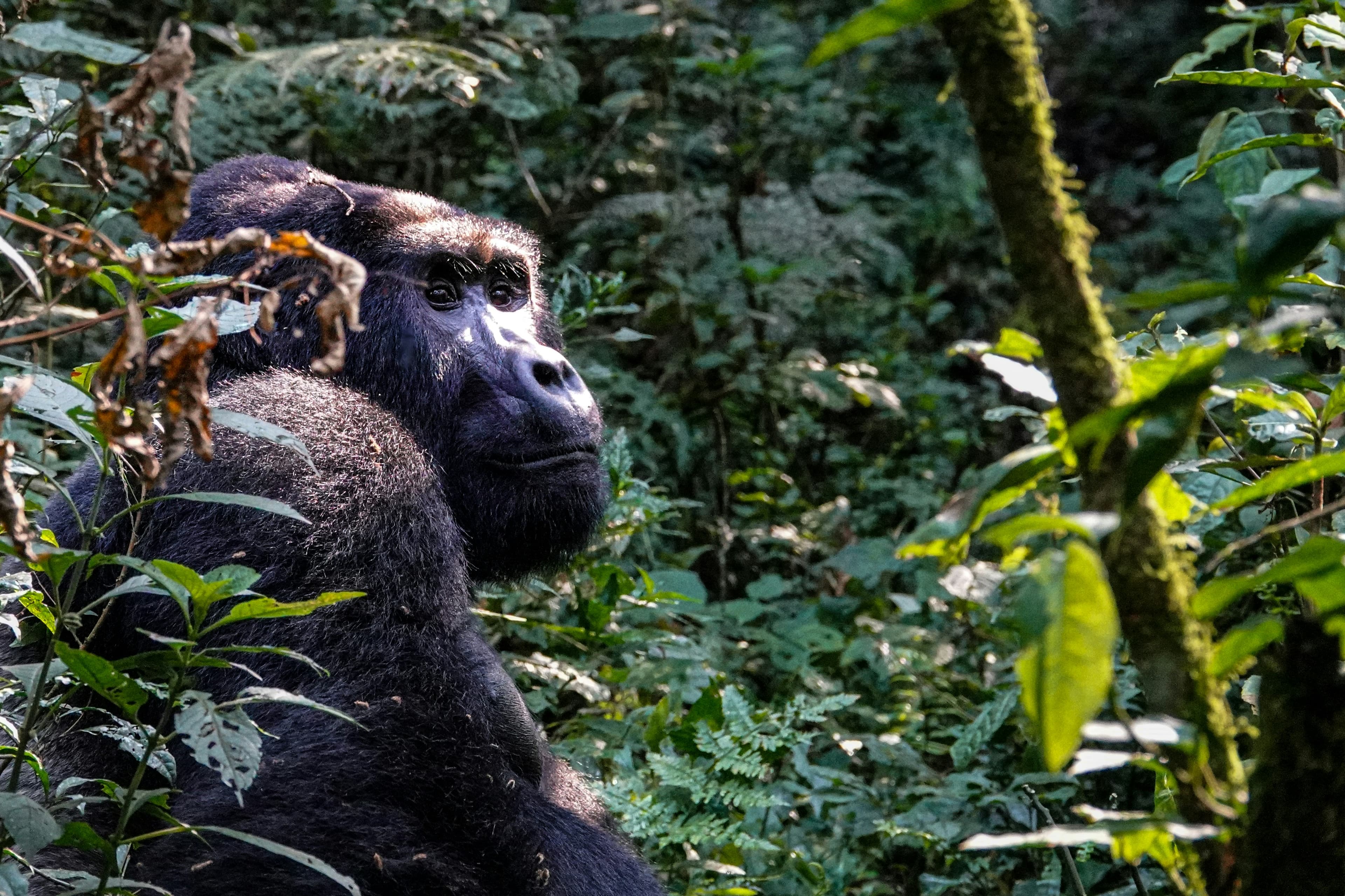 Bwindi Gorilla Trekking Experience - 3 Days