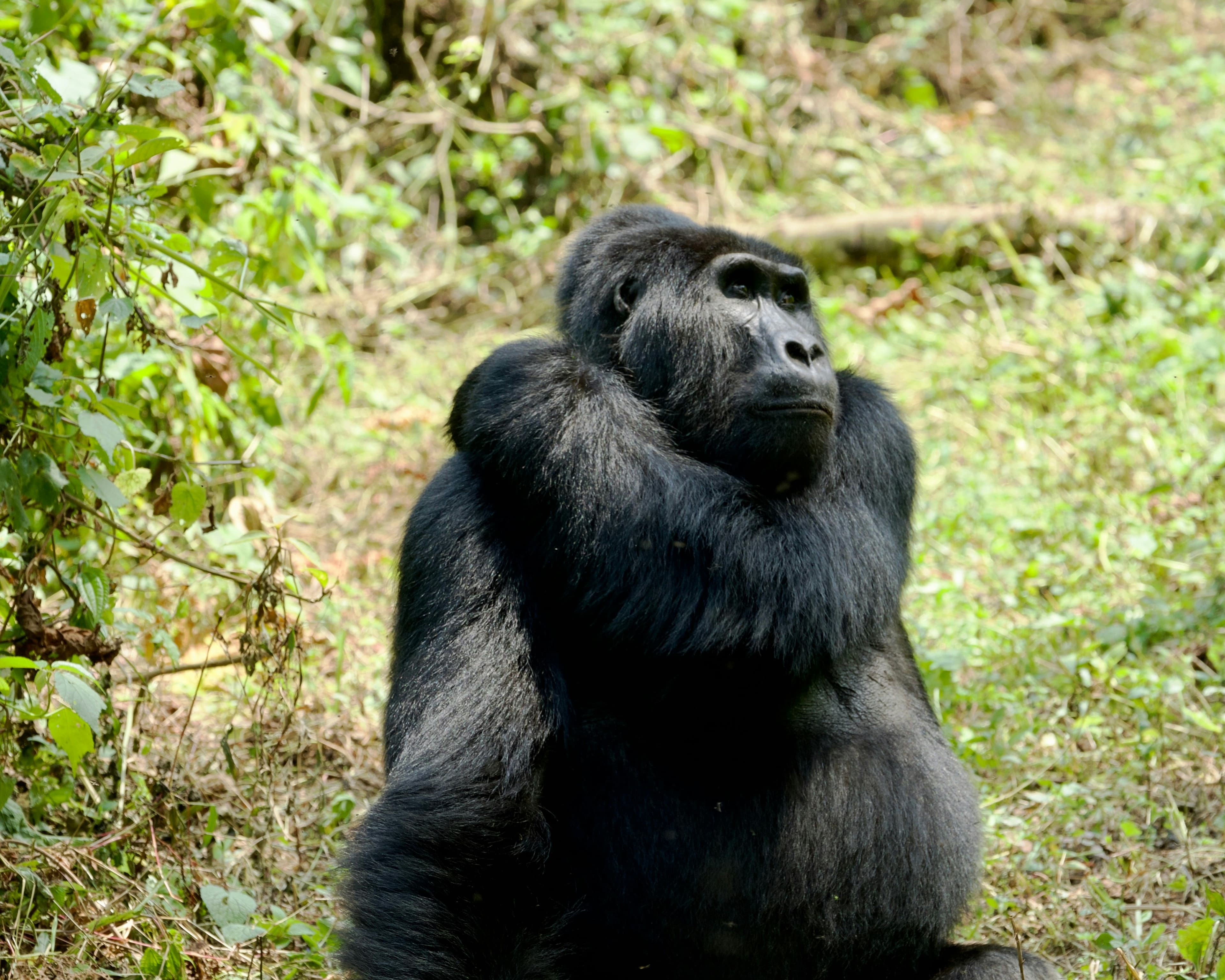 Bwindi Gorilla Trekking Experience - 3 Days - Image 2