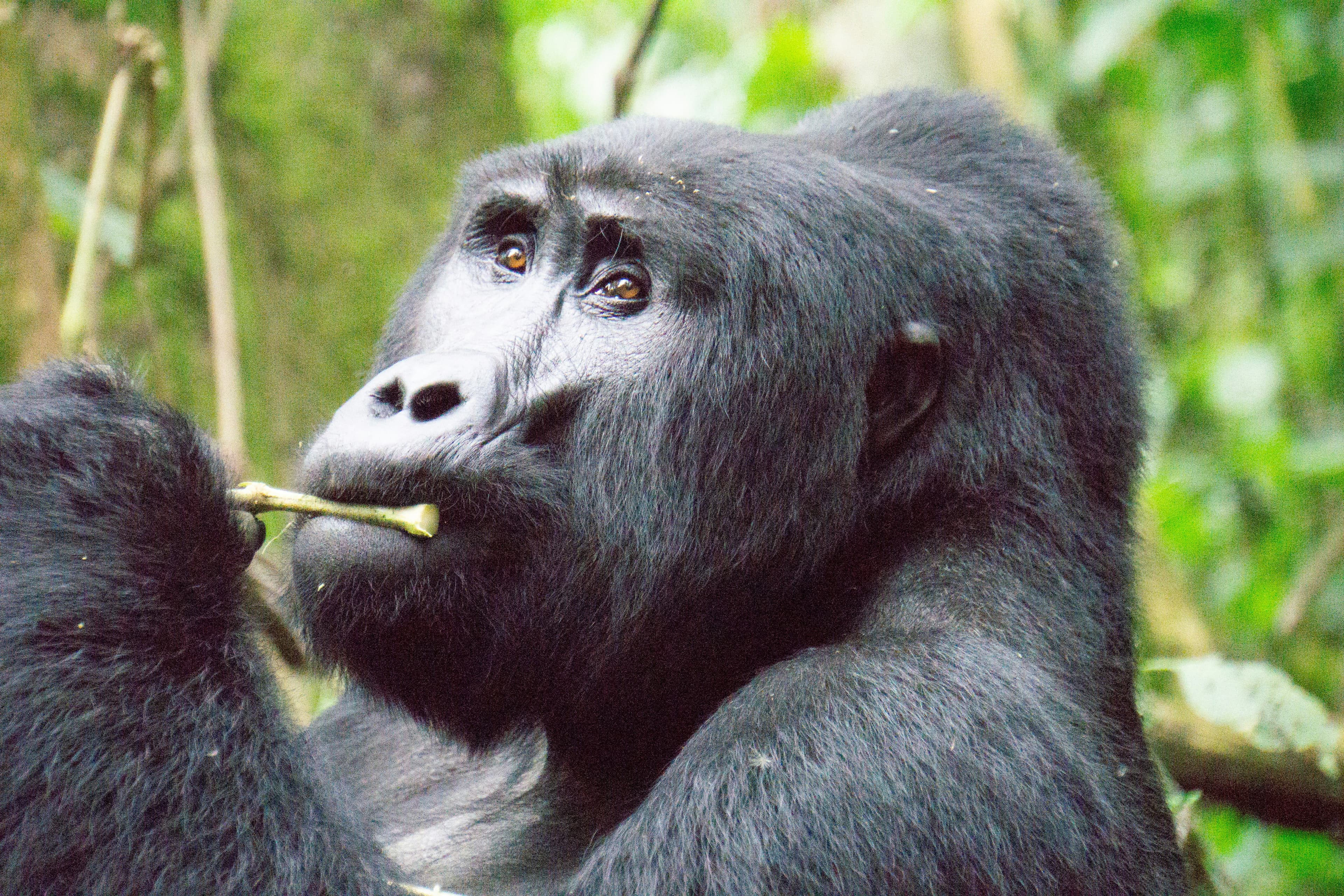 Bwindi Gorilla Trekking Experience - 3 Days - Image 3