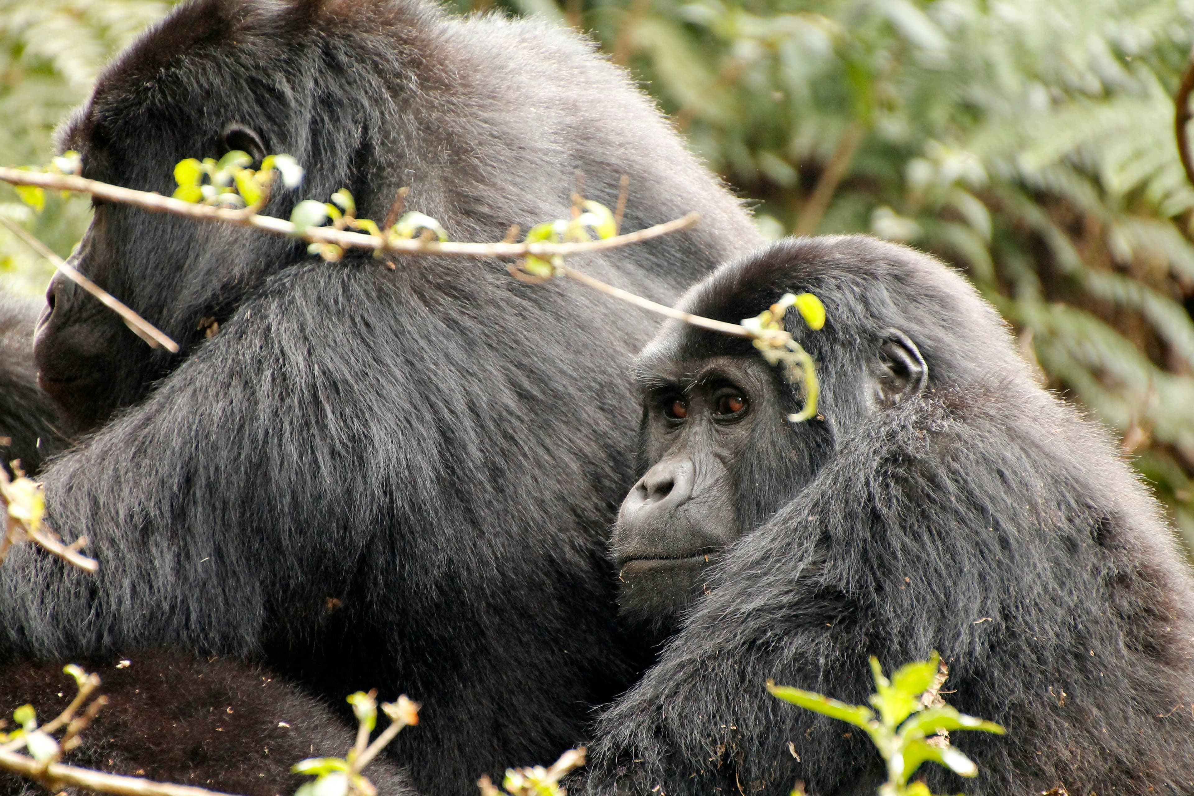 Bwindi Gorilla Trekking Experience - 3 Days - Image 4