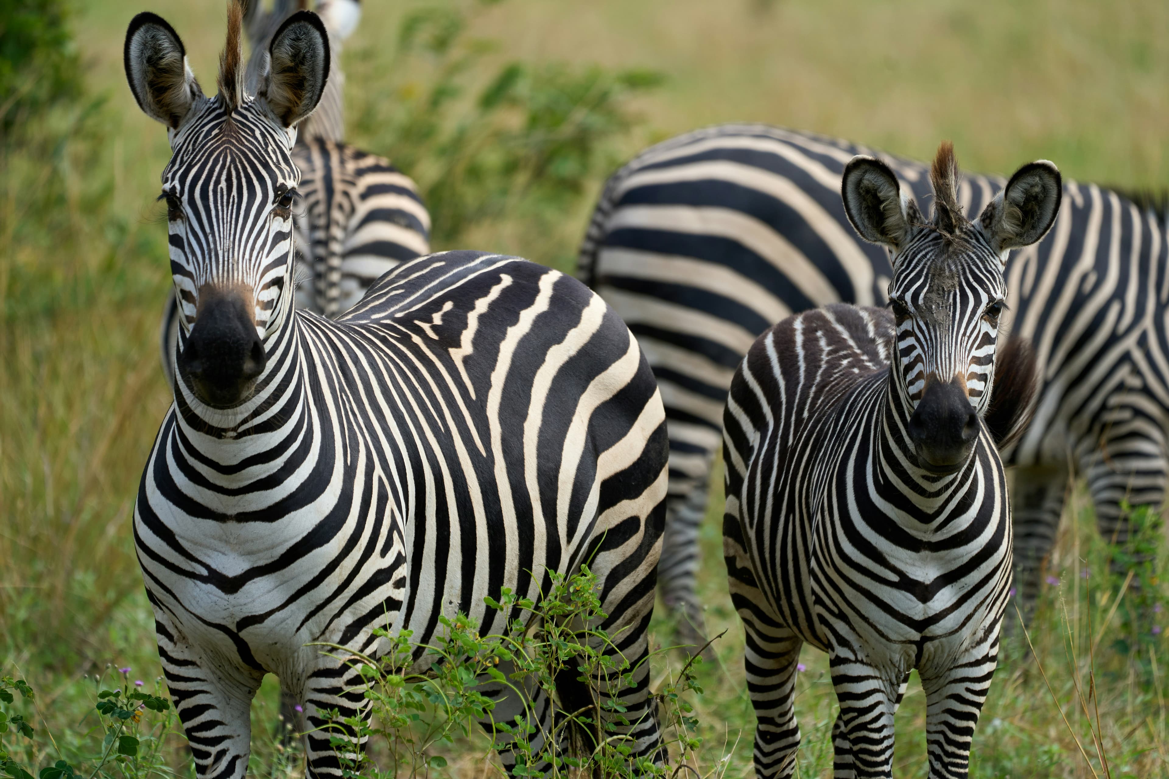 South Luangwa Walking Safari - 5 Days - Image 5