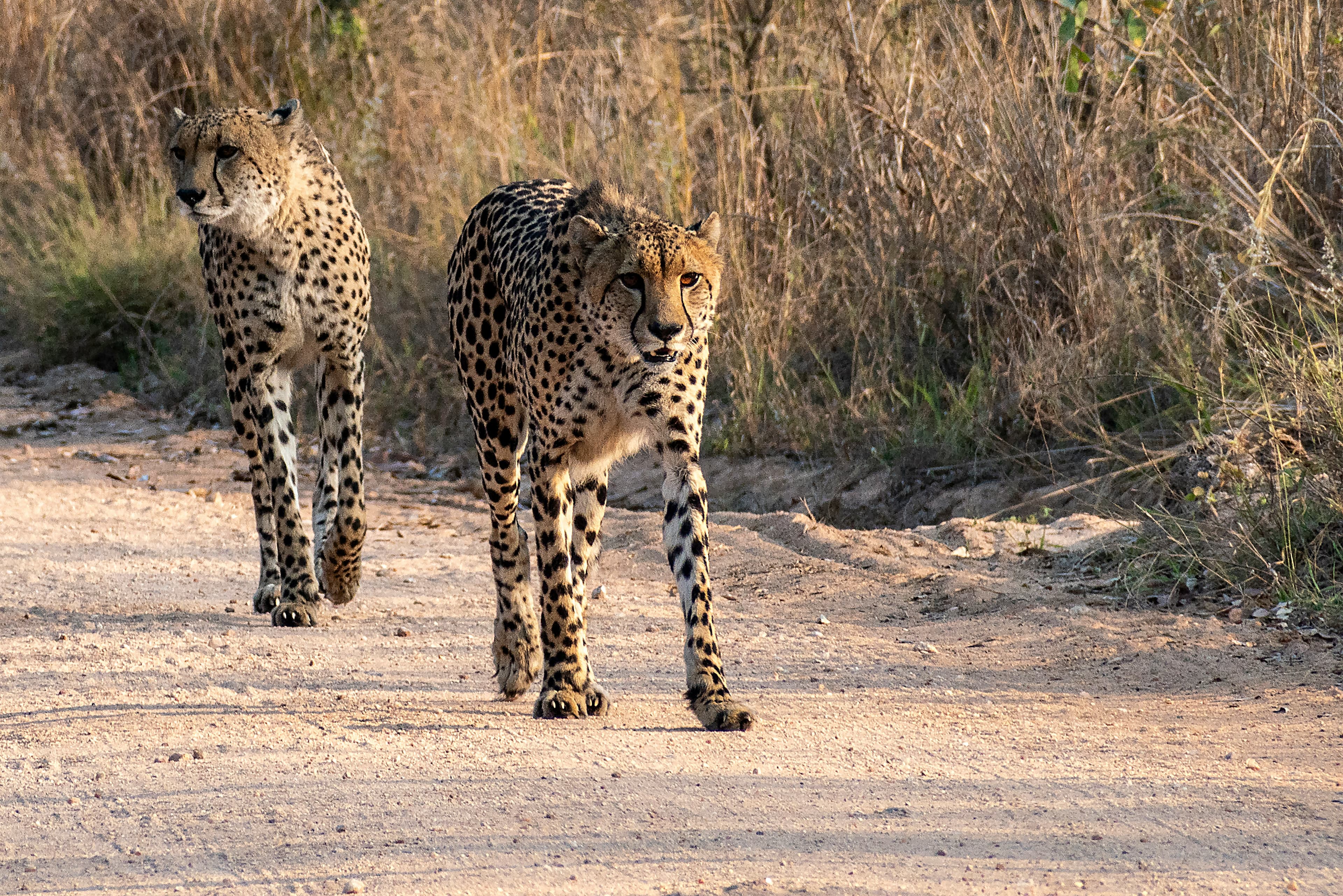 Kruger National Park Safari - 4 Days - Image 2