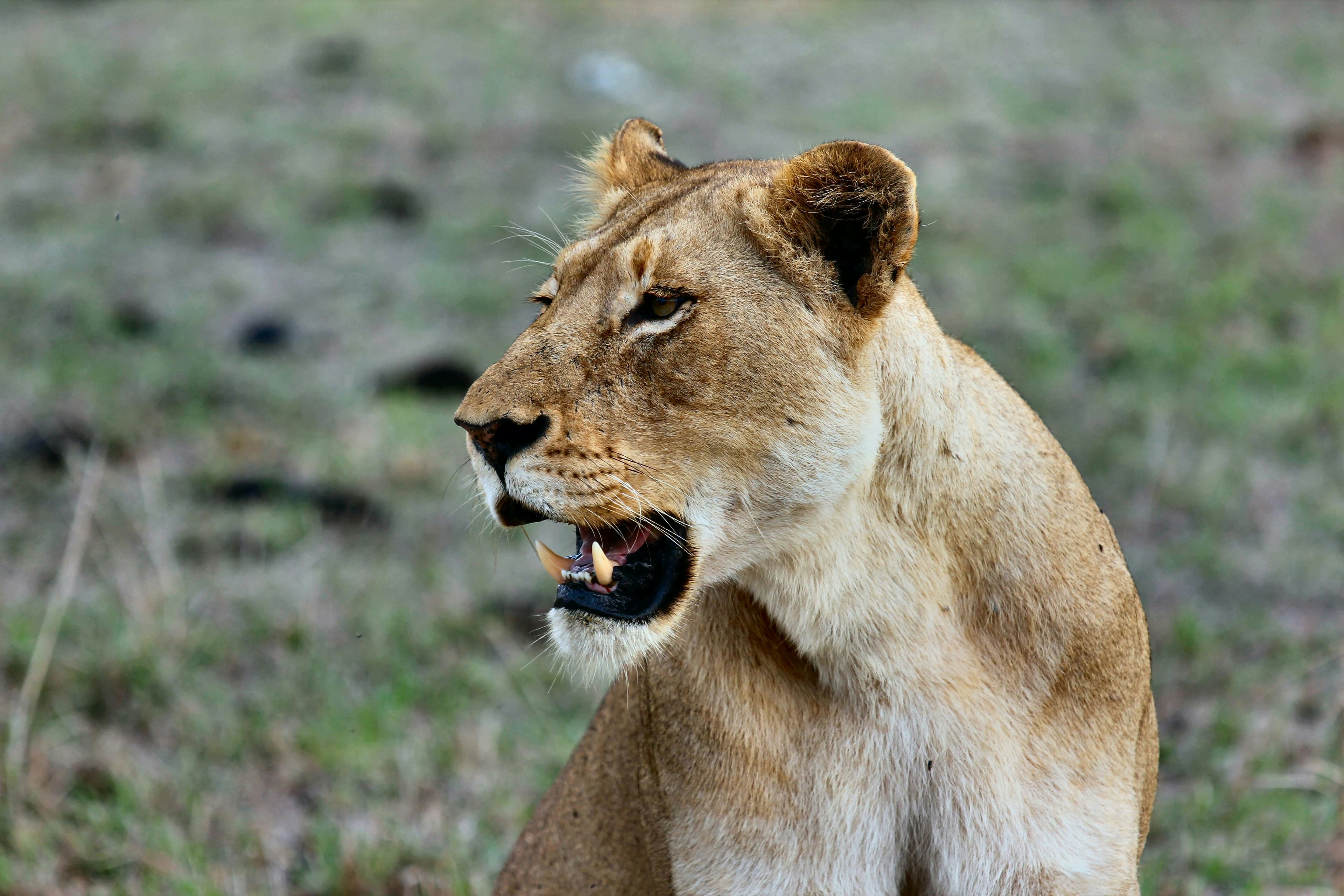 Kruger National Park Safari - 4 Days - Image 3