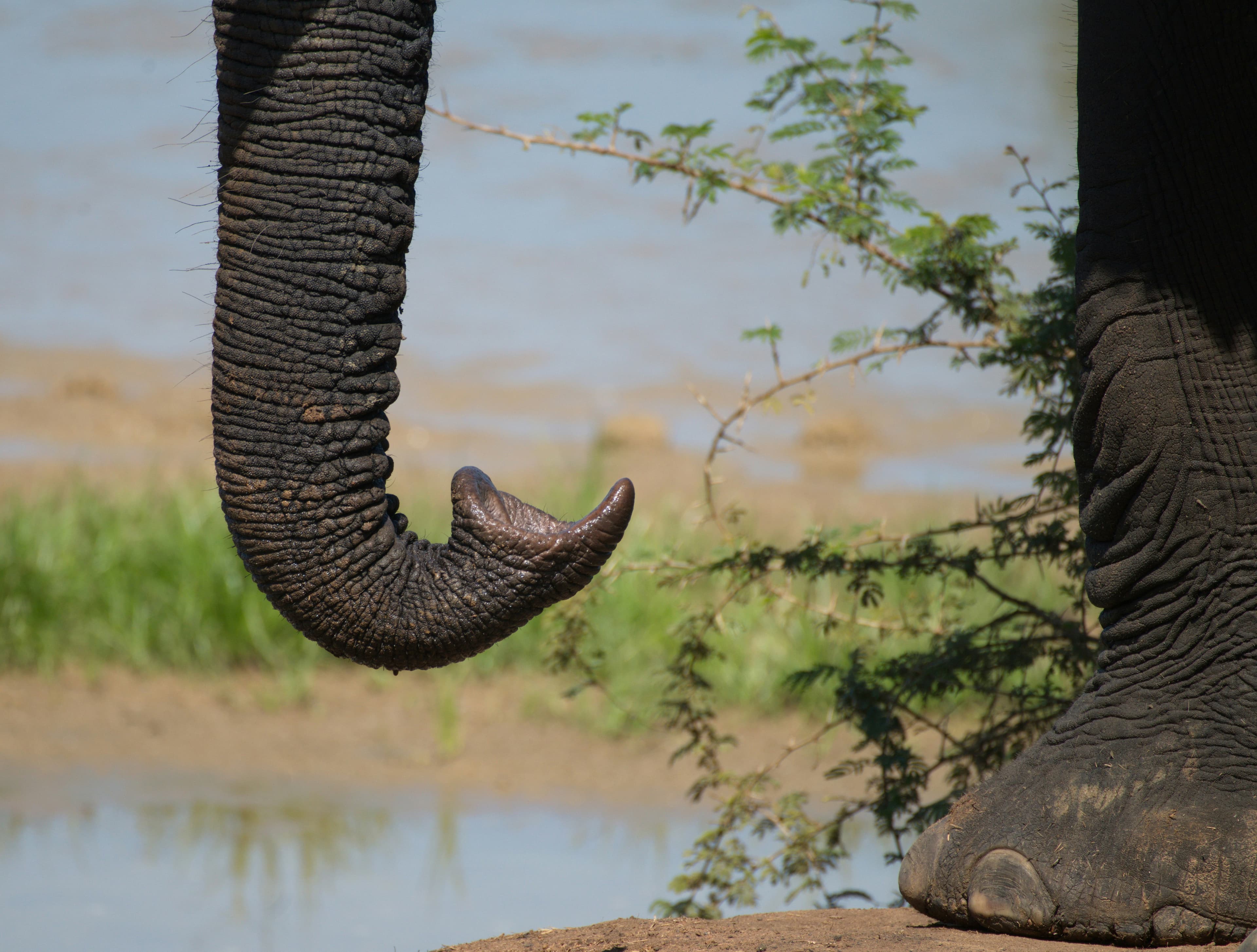 Kruger National Park Safari - 4 Days - Image 4